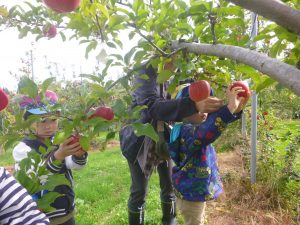りんご狩り2